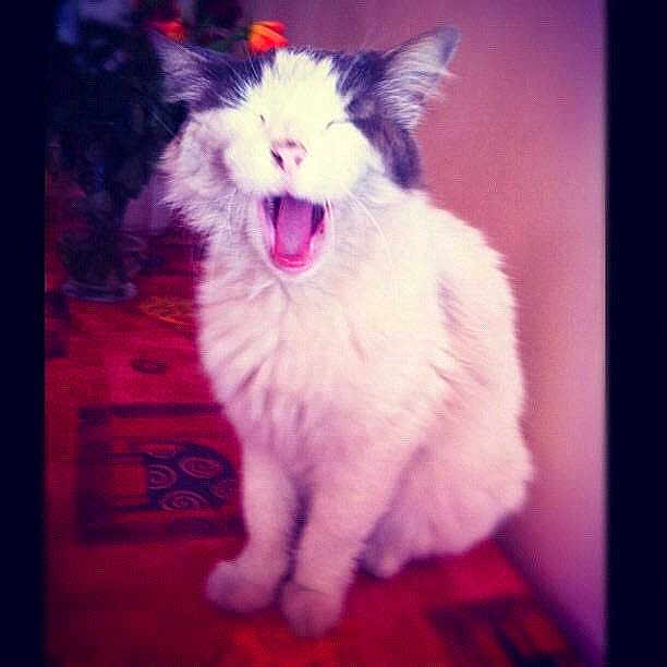 Bob