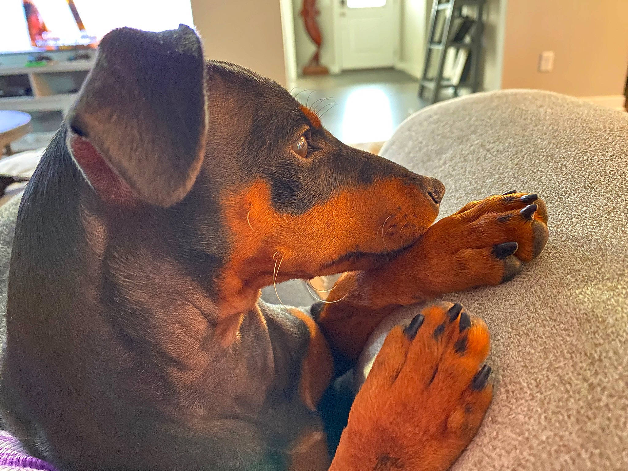 Frankie joined the competition — help win amazing prizes! canidae, carnivore, claw, collar, comfort, companion_dog, dog, dog_breed, ear, fur, guard_dog, hound, liver, pinscher, snout, sporting_group, terrestrial_animal, whiskers, working_animal, working_dog