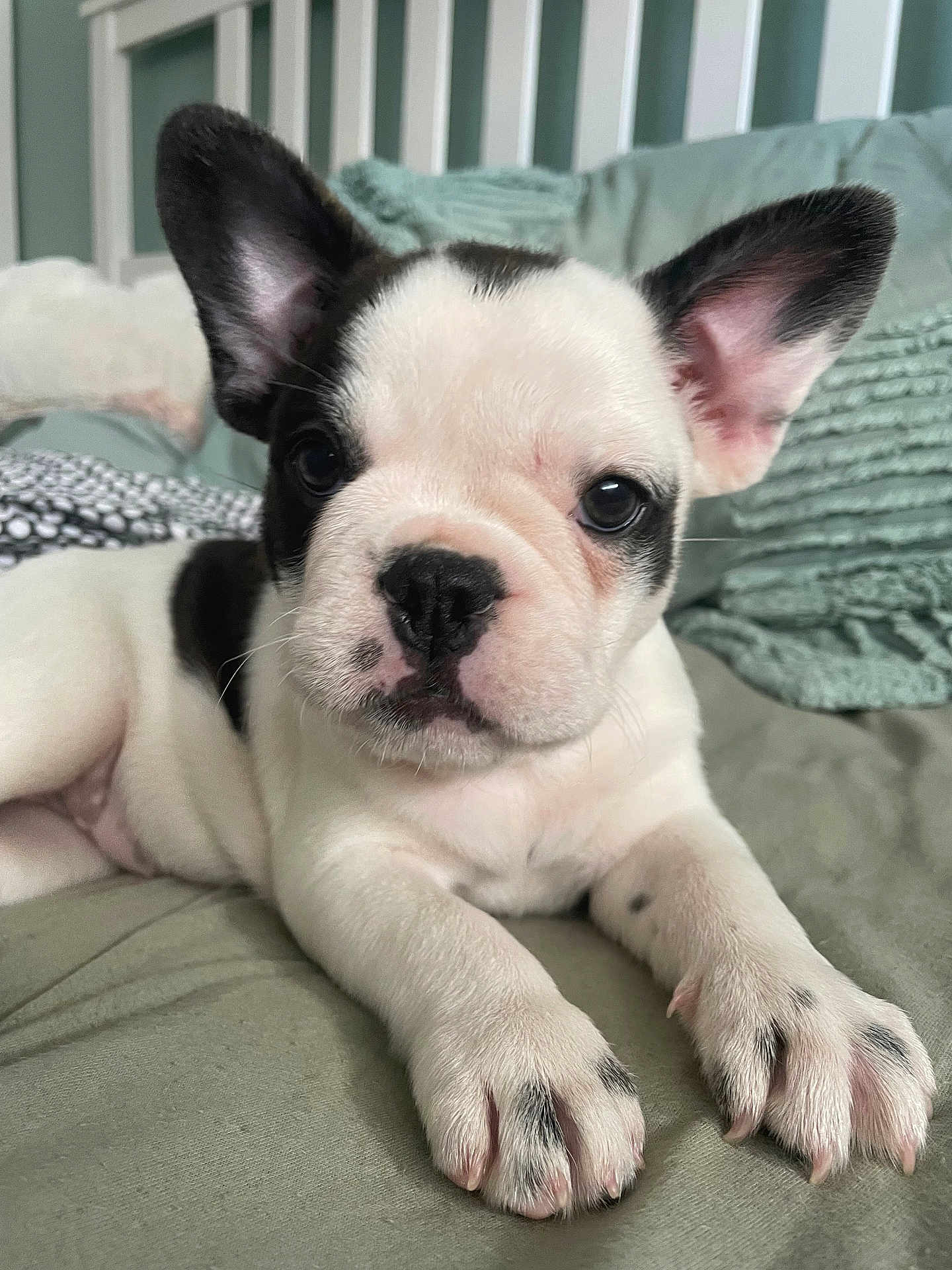 Nova