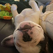 Nova a rejoint le concours — aidez-le/la à gagner de superbes lots ! dog, pet, upside_down, nose, ears, couch, blanket, toy, indoor, relaxed, close_up, spotted, sleeping, animal, lying_down, fur, cute, cozy, home, resting
