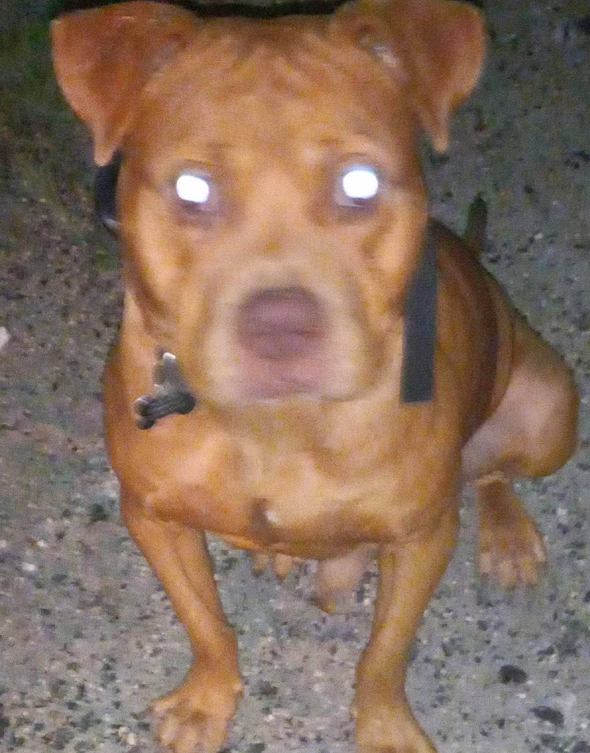 Short Bus is registered to the contest to win money with this photo: ancient_dog_breeds, canidae, carnivore, companion_dog, dog, dog_breed, fawn, guard_dog, hunting_dog, liver, molosser, non_sporting_group, pet_supply, snout, sporting_group, terrestrial_animal, whiskers, working_animal, working_dog