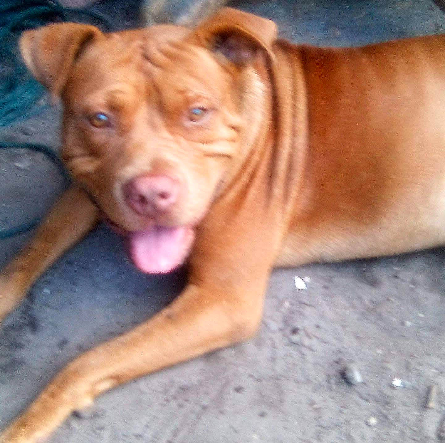 Short Bus joined the competition — help win amazing prizes! canidae, carnivore, companion_dog, dog, dog_breed, fawn, liver, non_sporting_group, sporting_group, whiskers, working_animal, working_dog, wrinkle