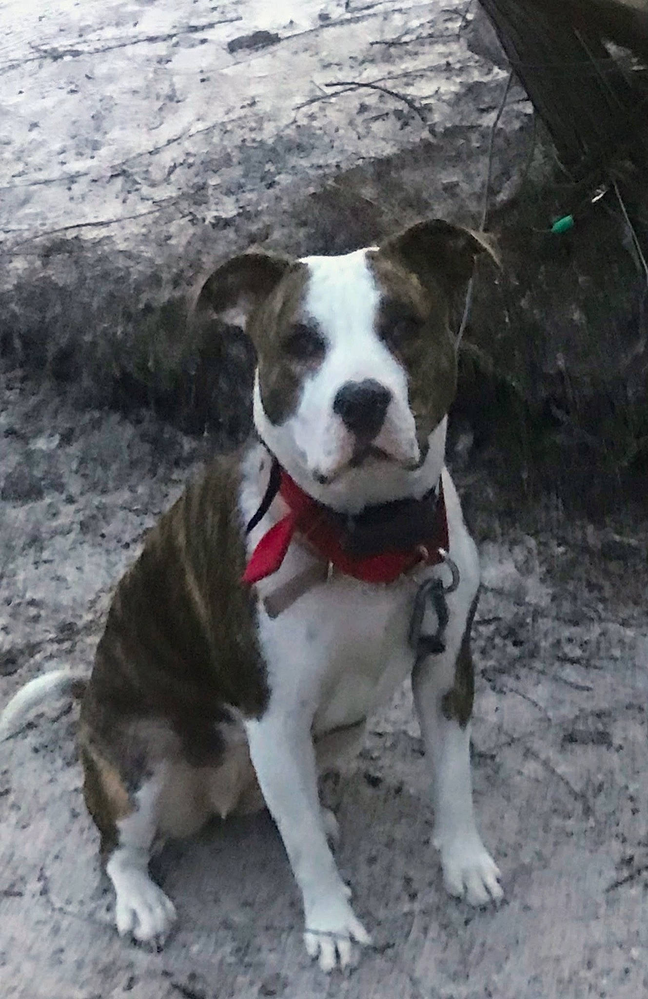 Pup-pup is registered to the contest to win money with this photo: canidae, carnivore, collar, companion_dog, dog, dog_breed, dog_collar, dog_walking, fawn, fur, leash, paw, plant, road_surface, sidewalk, snout, sporting_group, tail, whiskers, working_animal