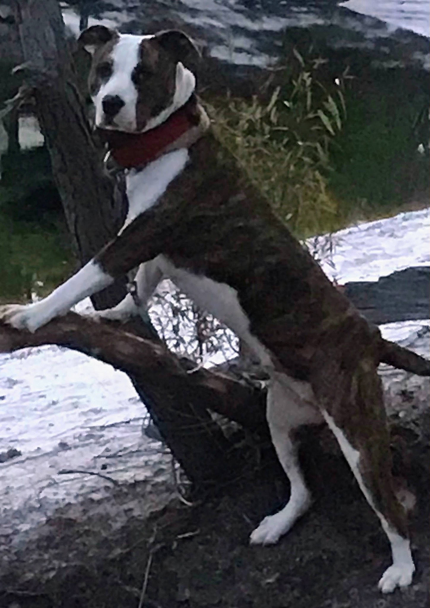 Pup-pup is registered to the contest to win money with this photo: beach, canidae, carnivore, collar, companion_dog, dog, dog_breed, dog_collar, dog_supply, fawn, giant_dog_breed, pet_supply, plant, sporting_group, tail, tree, trunk, water, wind_wave, working_animal