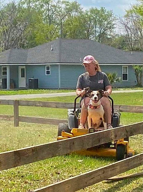 Pup-pup is registered to the contest to win money with this photo: building, carnivore, companion_dog, dog, dog_breed, fawn, fence, grass, house, landscape, plant, sky, split_rail_fence, sporting_group, tree, vehicle, wheel, window, wood, working_animal