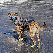 Max is registered to the contest to win money with this photo: dog, sunglasses, jacket, boots, pavement, snow, outdoor, canine, pet, fashion, reflective, brindle, standing, winter, cold, street, animal, looking_back, apparel, footwear