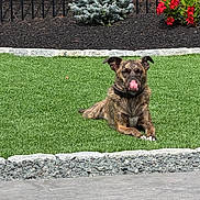 Max is registered to the contest to win money with this photo: animal, brindle_dog, collar, dog, fence, flowers, garden, grass, gravel, landscape, lawn, lying_down, mulch, outdoor, pavement, pet, plants, portrait, sunlight, tongue_out