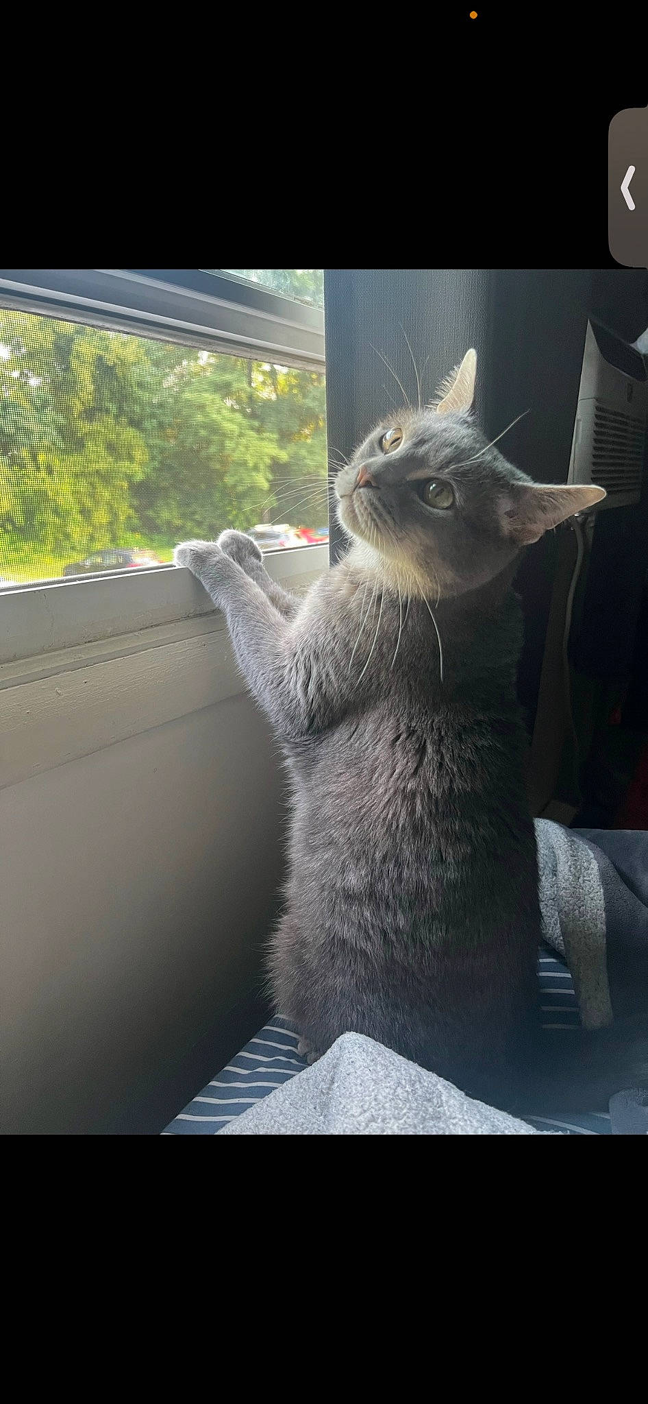 Wayne joined the competition — help win amazing prizes! carnivore, cat, claw, comfort, domestic_short_haired_cat, felidae, fur, glass, grey, paw, russian_blue, small_to_medium_sized_cats, tail, tree, whiskers, window, windshield