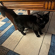 Dory is registered to the contest to win money with this photo: black_cat, cat, pet, indoor, carpet, rug, wooden_table, furniture, toys, playful, animal, domestic_animal, curious, tail, floor, household, cute, mammal, whiskers, feline