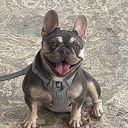 Lilly is registered to the contest to win money with this photo: alert, animal, companion, cute, dog, domestic_animal, ears_up, french_bulldog, friendly, happy, harness, leash, mammal, outdoor, pet, playful, sitting, smiling, stone_floor, tongue_out