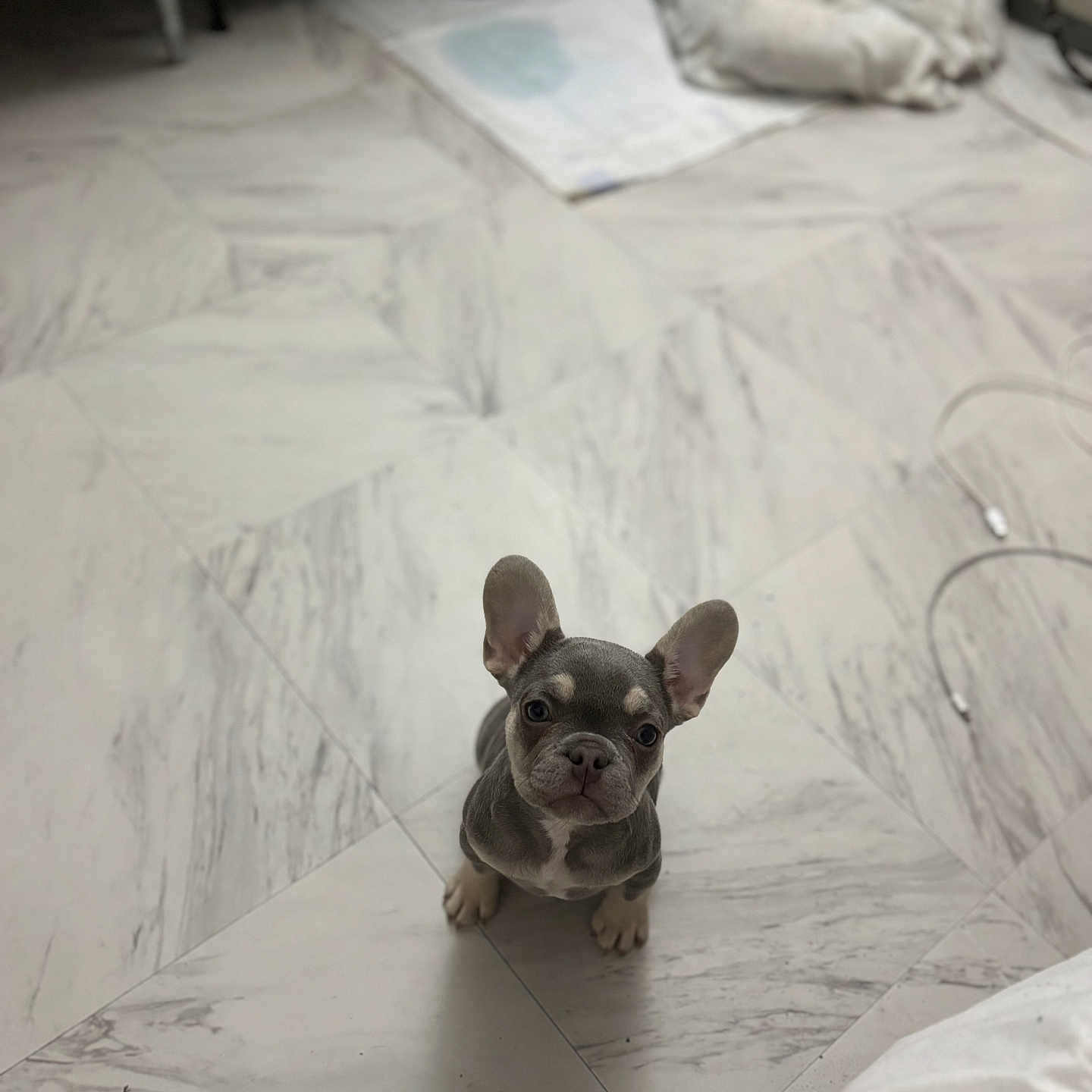 Lilly joined the competition — help win amazing prizes! animal, blanket, bulldog, canine, cat, chihuahua, dog, flagstone, frenchbulldog, hardwood, hound, husky, indoors, interiordesign, path, pet, pitbull, puppy, walkway, wood