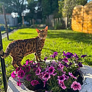 Xavier a rejoint le concours — aidez-le/la à gagner de superbes lots ! cat, bengal_cat, flower_bed, purple_flowers, garden, green_grass, sunlight, outdoor, pet, animal, nature, plants, feline, whiskers, ears, tail, daylight, curious, spot_pattern, backyard