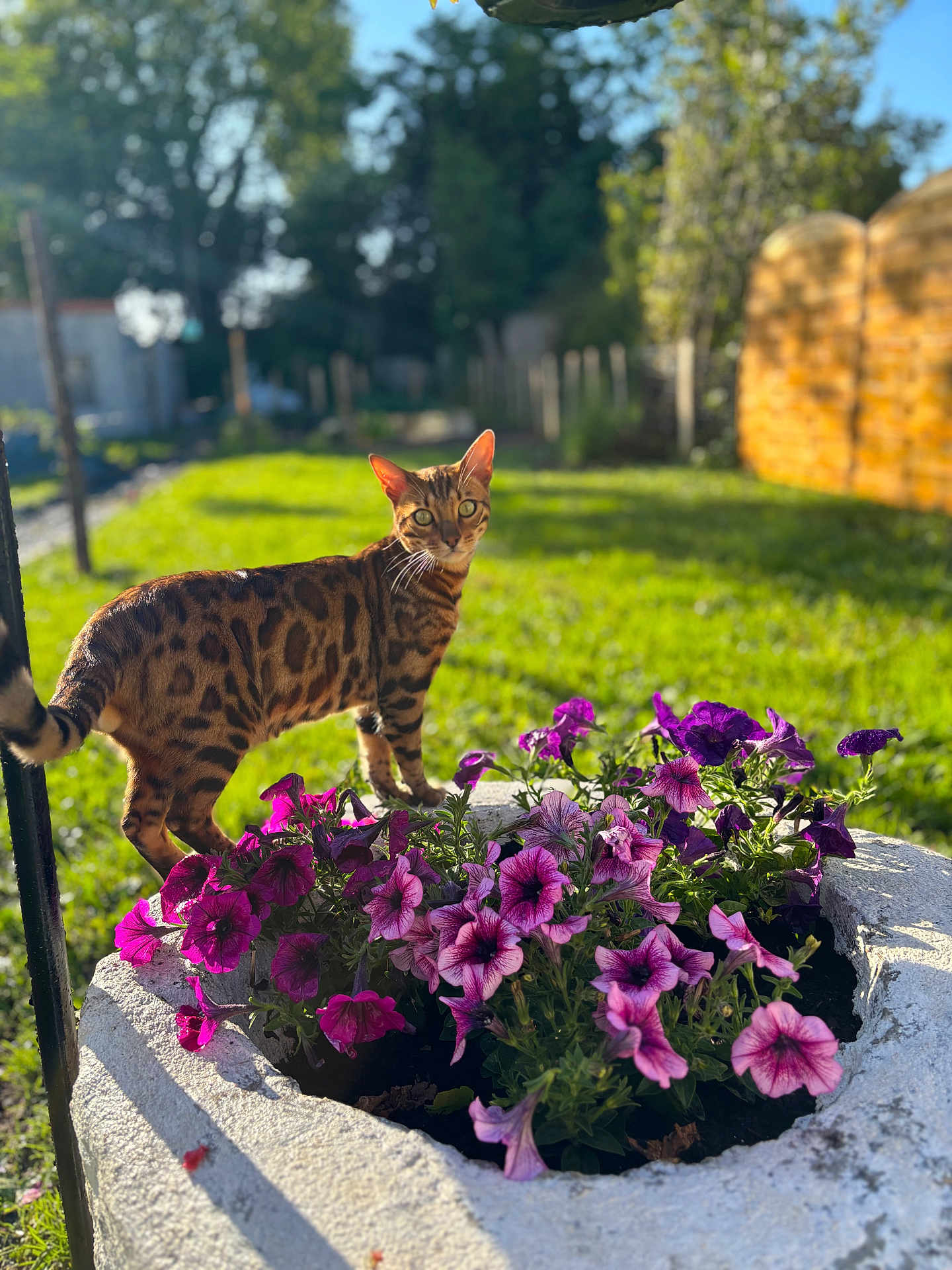 Xavier a rejoint le concours — aidez-le/la à gagner de superbes lots ! cat, bengal_cat, flower_bed, purple_flowers, garden, green_grass, sunlight, outdoor, pet, animal, nature, plants, feline, whiskers, ears, tail, daylight, curious, spot_pattern, backyard