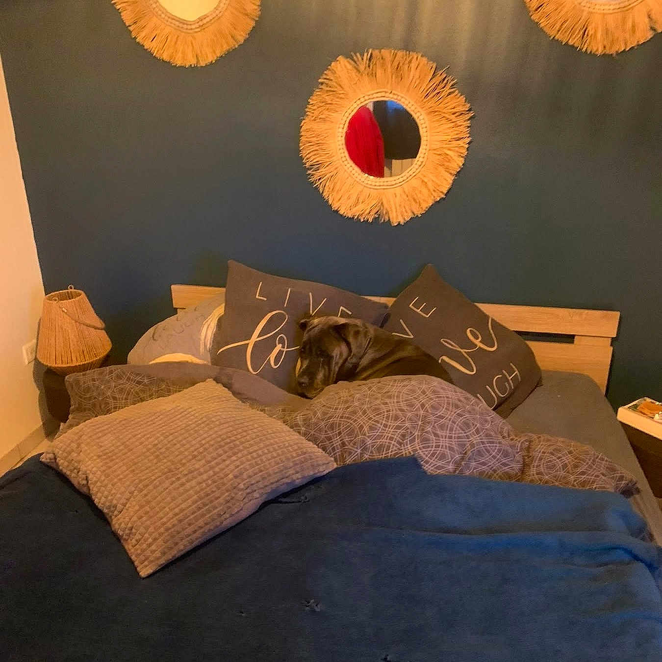 Nouméa a rejoint le concours — aidez-le/la à gagner de superbes lots ! dog, bed, pillow, blanket, mirror, lamp, wooden_bed_frame, decor, blue_wall, indoor, cozy, sleeping, furniture, text_on_pillow, soft_lighting, resting, home_interior, warm_colors, pet, relaxation