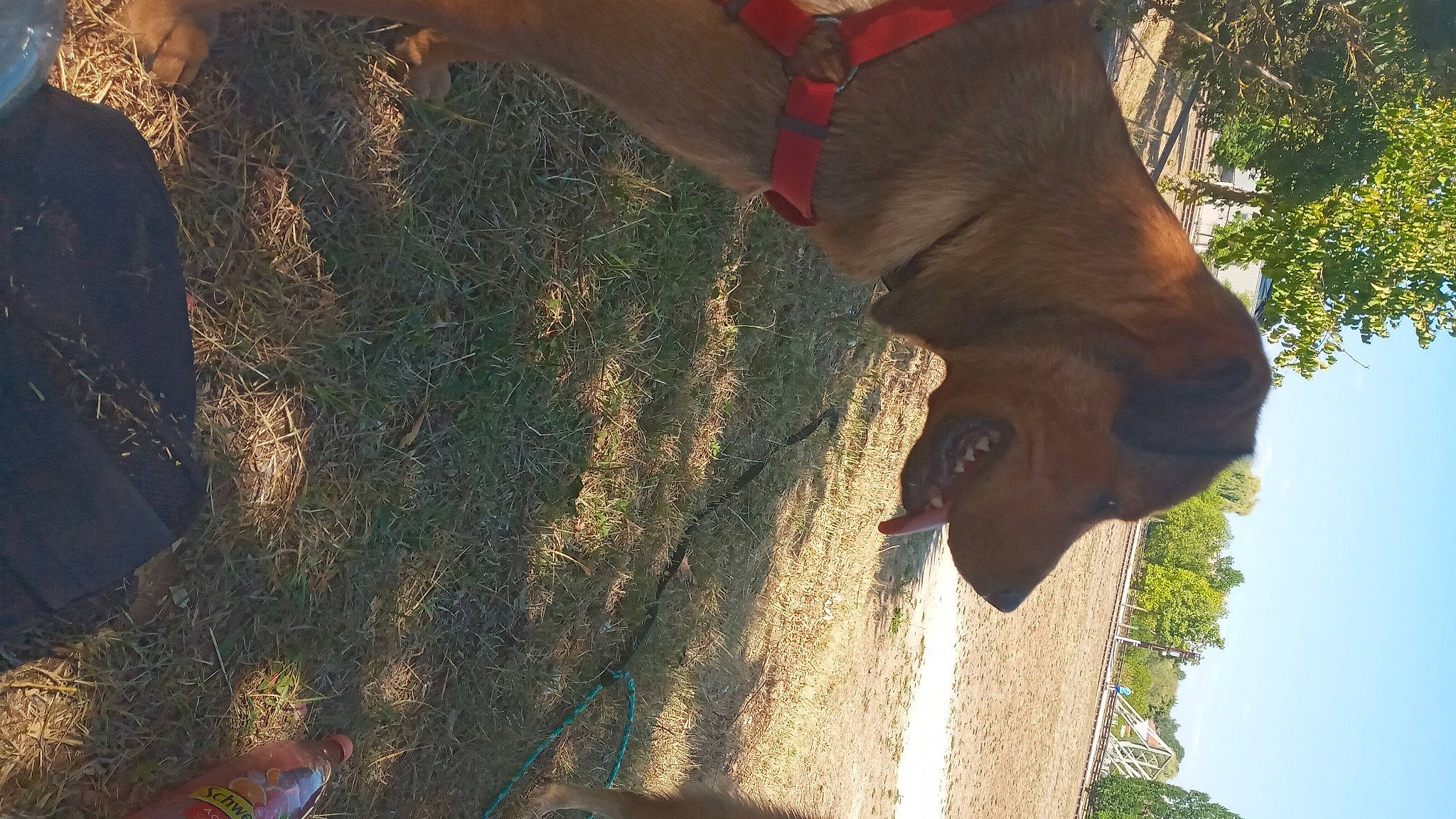 Laika participe au concours pour gagner de l'argent avec cette photo : elephant, fawn, grass, human_leg, landscape, leaf, liver, livestock, organism, pack_animal, plant, sky, snout, tail, terrestrial_animal, tints_and_shades, tree, trunk, wood, working_animal