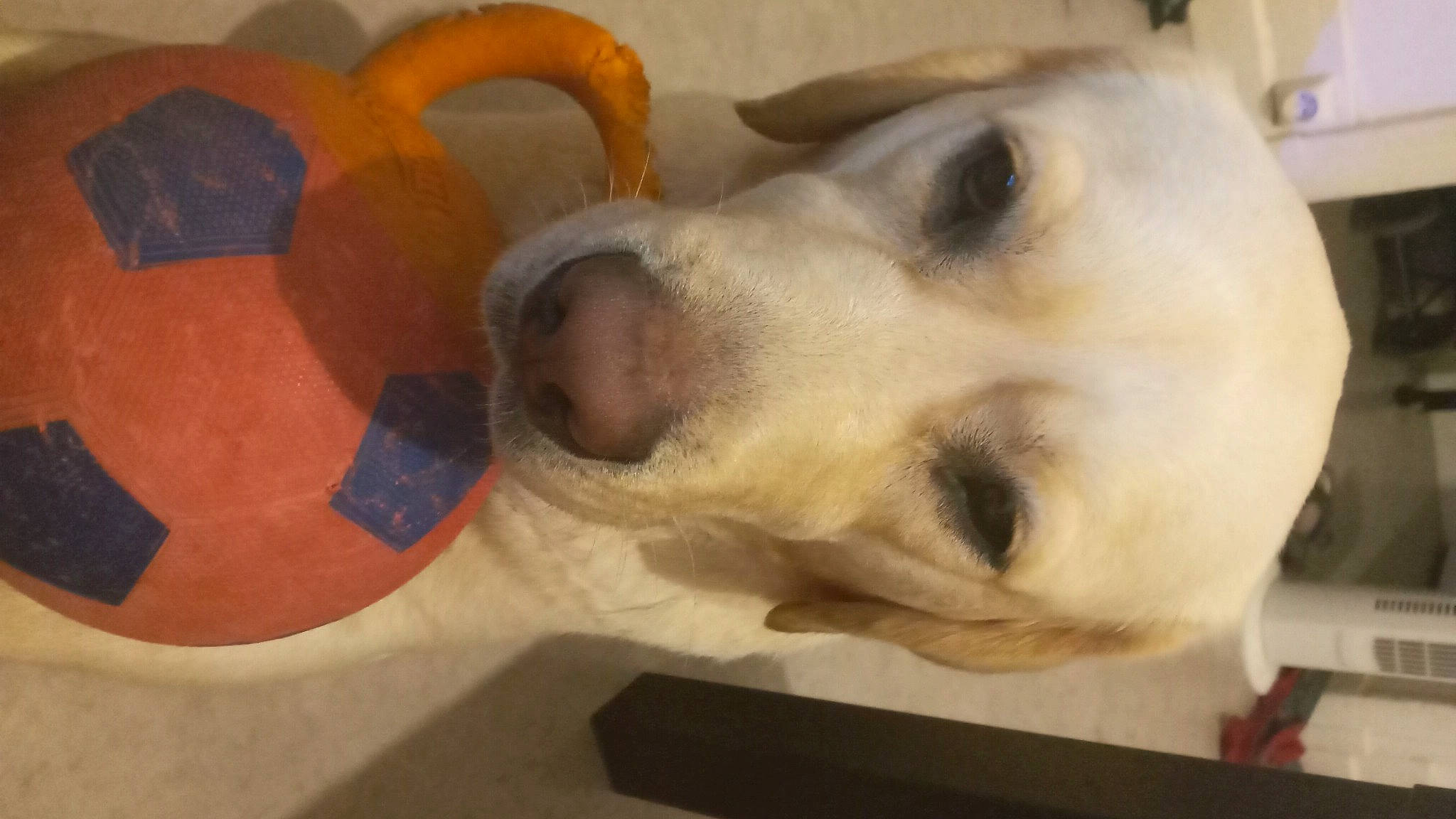 Hercule a rejoint le concours — aidez-le/la à gagner de superbes lots ! art, canidae, carnivore, collar, companion_dog, dog, dog_breed, dog_supply, ear, fawn, flooring, fur, jaw, mammal, pet_supply, retriever, snout, sporting_group, whiskers, working_animal