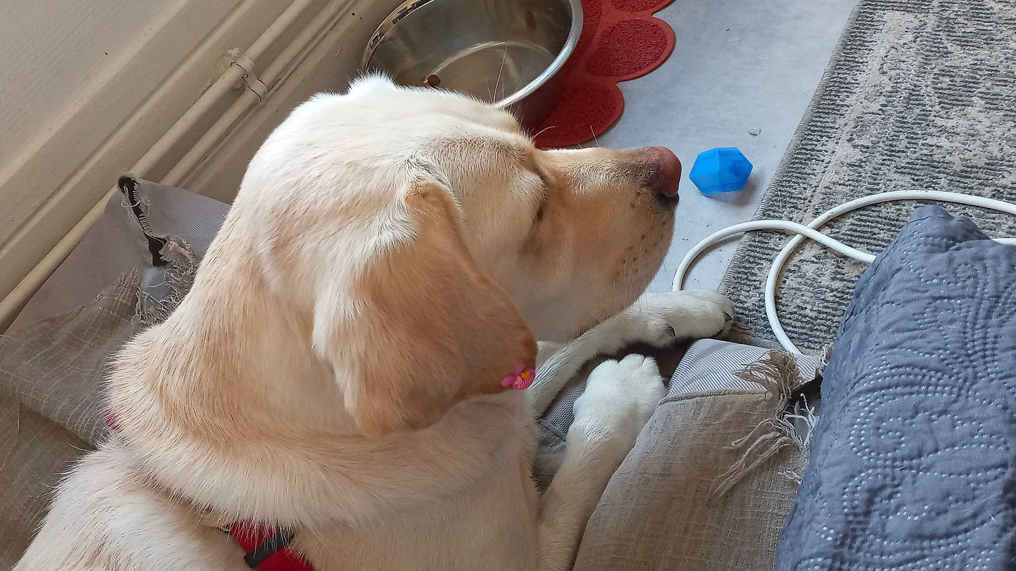 Hercule a rejoint le concours — aidez-le/la à gagner de superbes lots ! canidae, carnivore, collar, comfort, companion_dog, dog, dog_breed, dog_collar, fawn, flooring, fur, gun_dog, paw, pet_supply, snout, sporting_group, whiskers, working_animal