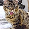 animal, blue_eyes, carpet, cat, cushions, cute, domestic_animal, ears, feline, fluffy, indoor, mammal, pet, sitting, stacked_pillows, striped, tabby, tail, tongue_out, whiskers