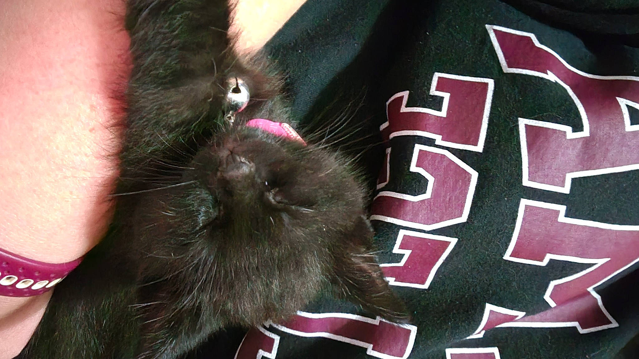 Aggie joined the competition — help win amazing prizes! canidae, carmine, carnivore, cat, claw, companion_dog, dog_breed, domestic_short_haired_cat, fawn, felidae, fur, liver, magenta, paw, sleeve, small_to_medium_sized_cats, snout, sporting_group, tail, whiskers