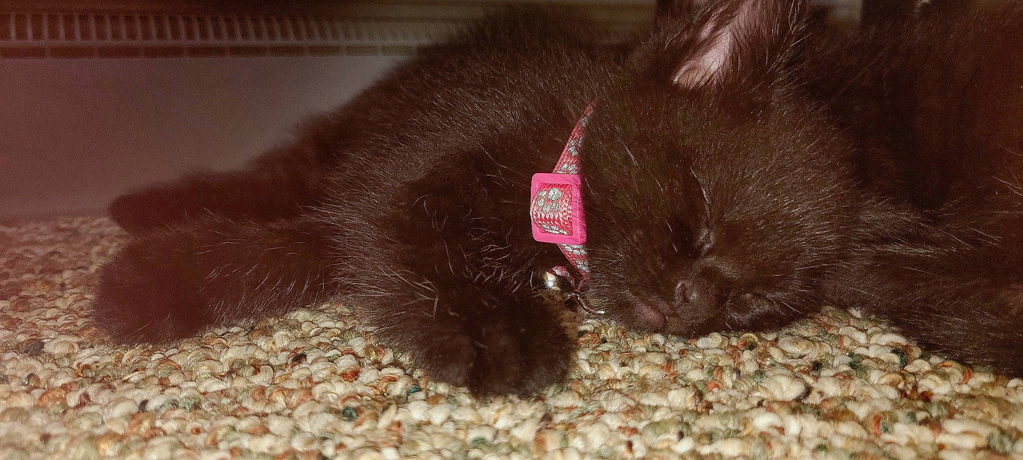 Aggie joined the competition — help win amazing prizes! black_cat, bombay, brown, carnivore, cat, claw, dog_breed, domestic_short_haired_cat, felidae, fur, liver, mammal, organism, pet_supply, small_to_medium_sized_cats, snout, tail, terrestrial_animal, vertebrate, whiskers