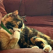 Rosie joined the competition — help win amazing prizes! calico_cat, cat, close_up, collar, couch, cozy, curled_up, cute, fur, green_collar, home, indoor, outstretched_paw, paws, pet, relaxed, resting, sleeping, sofa, whiskers