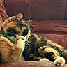 cat, calico_cat, pet, sleeping, resting, couch, sofa, indoor, home, cozy, fur, whiskers, paws, collar, green_collar, relaxed, curled_up, outstretched_paw, close_up, cute