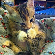 Lil One joined the competition — help win amazing prizes!