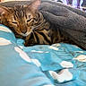 bed, bedding, bengal_cat, blanket, blue, cat, close_up, comfort, cozy, ears, fur, heart_pattern, indoors, kitten, paw, plush, relaxed, sleeping, stripes, whiskers