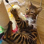 Cleopatra is registered to the contest to win money with this photo: bengal_cat, cable, cat, close_up, feather, fur, indoor, lying_down, paw, paws, pet, playful, plush_toy, ribbon, scratching_post, stripes, tongue, toy, whiskers, wood_floor