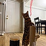 Cleopatra is registered to the contest to win money with this photo: bengal_cat, cat, cat_toy, chair, curiosity, dining_table, door, ears, floor_lamp, furniture, hardwood_floor, home_interior, indoor, pet, playful, ribbon, scratching_post, shoes, standing, whiskers