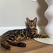 Cleopatra is registered to the contest to win money with this photo: bengal_cat, cat, animal, pet, indoor, wooden_floor, wall, vase, relaxed, laying_down, spotted_coat, feline, ears, whiskers, paws, domestic_cat, household, closeup, portrait, resting