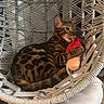 bengal_cat, cat, cozy, cushion, feline, hammock_chair, indoor, licking, pattern, paw, pet, plush_toy, resting, spotted_coat, striped, toy, upholstery, whiskers, wooden_floor, woven_chair