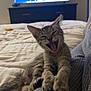 Hercules is registered to the contest to win money with this photo: cat, kitten, yawning, bed, blanket, television, tv_screen, dresser, paws, tabby, stripes, indoor, pet, cozy, mouth_open, stretching, human_leg, knitted_pants, night, home