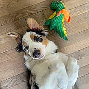 Aïko participe au concours pour gagner de l'argent avec cette photo : animal, black_spots, brown_spots, companion, cute, dinosaur_toy, dog, ears, flooring, fur, indoor, knitted_toy, laying_down, looking_up, pet, playful, puppy, toy, white_fur, wooden_floor