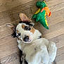 animal, black_spots, brown_spots, companion, cute, dinosaur_toy, dog, ears, flooring, fur, indoor, knitted_toy, laying_down, looking_up, pet, playful, puppy, toy, white_fur, wooden_floor