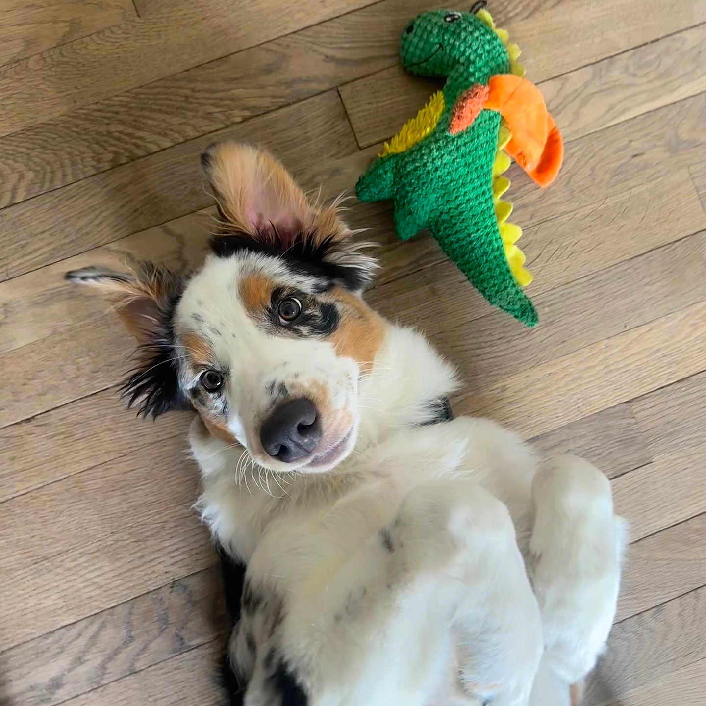 Aïko participe au concours pour gagner de l'argent avec cette photo : animal, black_spots, brown_spots, companion, cute, dinosaur_toy, dog, ears, flooring, fur, indoor, knitted_toy, laying_down, looking_up, pet, playful, puppy, toy, white_fur, wooden_floor