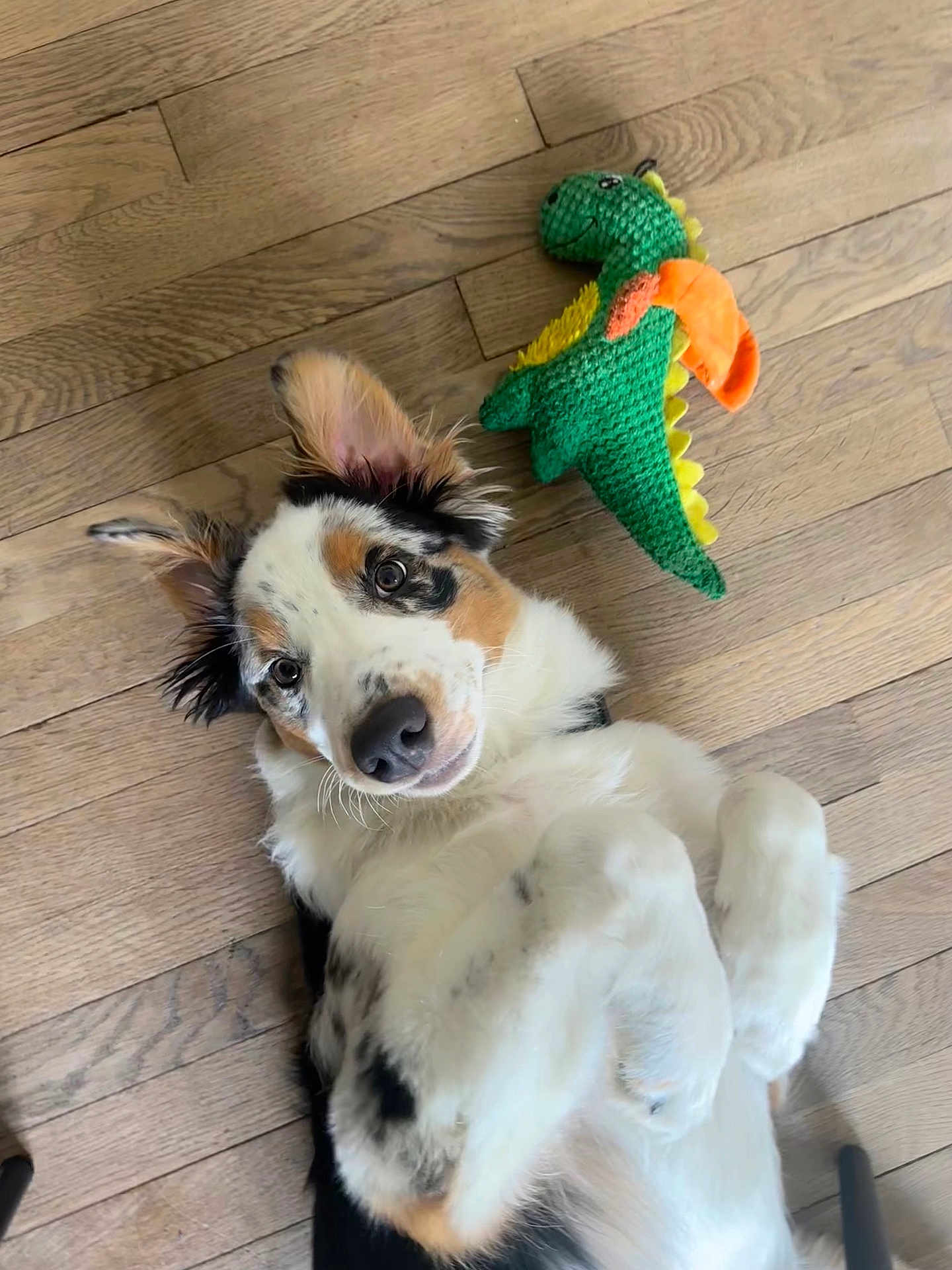 Aïko participe au concours pour gagner de l'argent avec cette photo : animal, black_spots, brown_spots, companion, cute, dinosaur_toy, dog, ears, flooring, fur, indoor, knitted_toy, laying_down, looking_up, pet, playful, puppy, toy, white_fur, wooden_floor