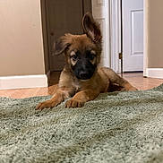 Hercules joined the competition — help win amazing prizes! animal, brown, carpet, curious, cute, dog, door, ears, floor, fur, home, house, indoor, looking, one_ear_up, pet, portrait, puppy, resting, young