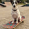 Brookie is registered to the contest to win money with this photo: animal, background_blur, collar, colorful, concrete, cute, daytime, dog, focused, fun, outdoor, park, pavement, pet, recreation, sitting, skateboard, small_dog, urban, wheels