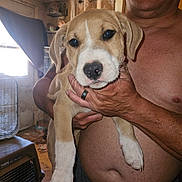 Champ joined the competition — help win amazing prizes! puppy, dog, man, shirtless, indoor, holding, pet, face, ears, paw, ring, fan, crate, window, curtains, floor, room, light, person, closeup