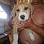 puppy, dog, man, shirtless, indoor, holding, pet, face, ears, paw, ring, fan, crate, window, curtains, floor, room, light, person, closeup