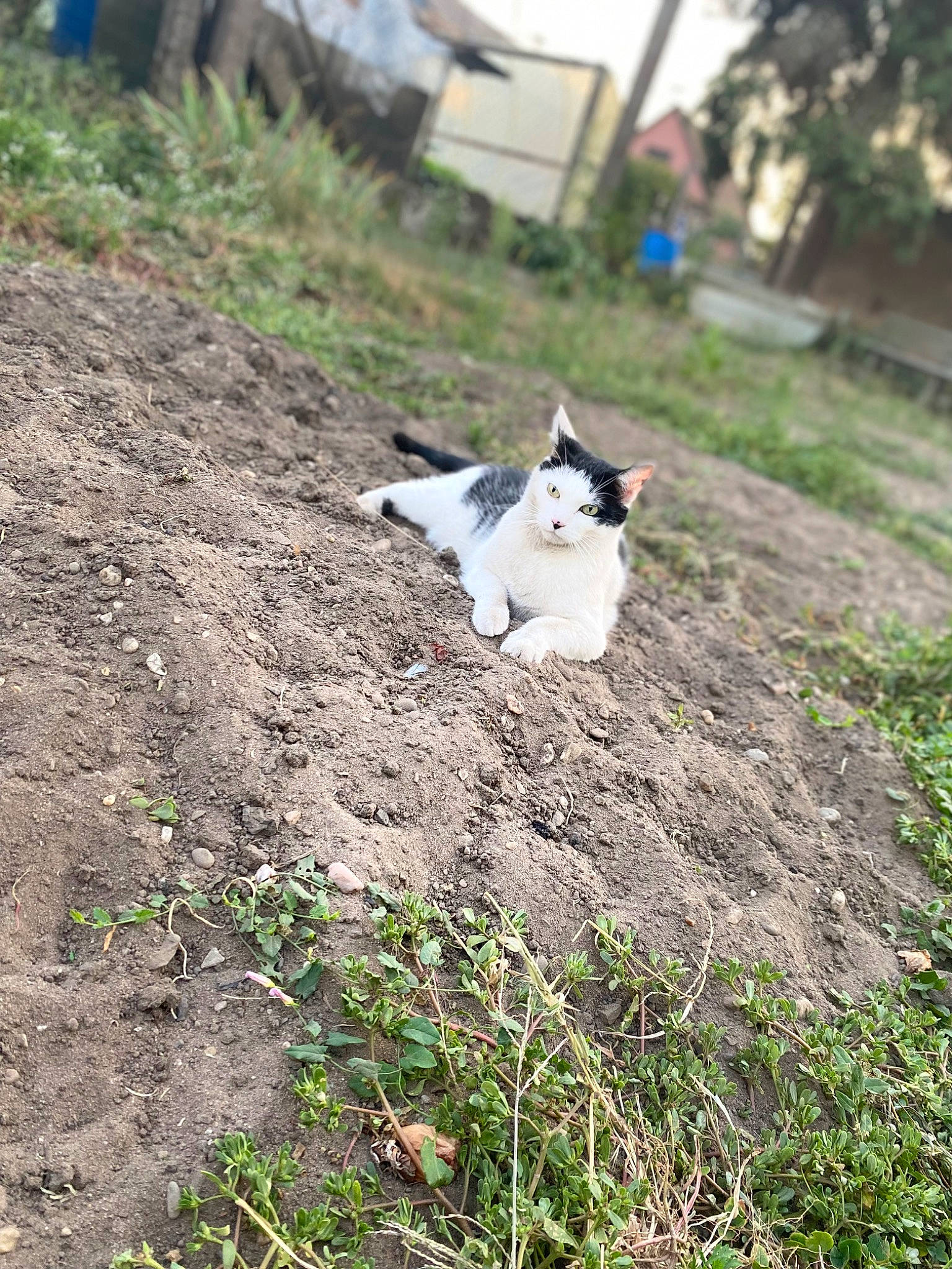 Roméo participe au concours pour gagner de l'argent avec cette photo : canidae, carnivore, cat, dog_breed, domestic_short_haired_cat, fawn, felidae, grass, groundcover, plant, sky, small_to_medium_sized_cats, soil, tail, terrestrial_animal, tree, whiskers, wildlife, wood
