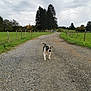 Athena participe au concours pour gagner de l'argent avec cette photo : dog, puppy, canine, gravel_road, country_road, fence, pasture, green_field, trees, pine_trees, overcast_sky, cloudy, rural, countryside, walking, outdoors, nature, path, solitary, horizon