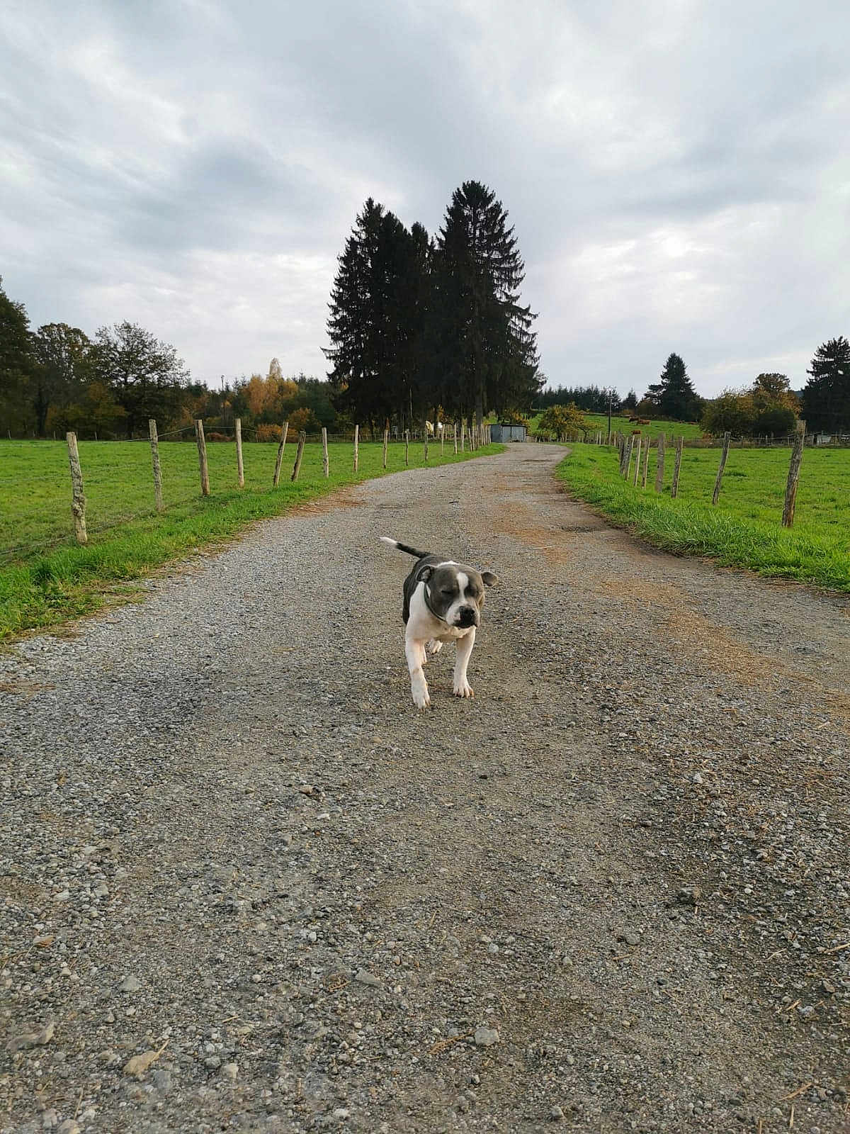 Athena participe au concours pour gagner de l'argent avec cette photo : dog, puppy, canine, gravel_road, country_road, fence, pasture, green_field, trees, pine_trees, overcast_sky, cloudy, rural, countryside, walking, outdoors, nature, path, solitary, horizon