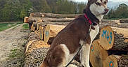 Vicky participe au concours pour gagner de l'argent avec cette photo : animal, canine, cloud, daylight, dog, forest, greenery, husky, leash, log, moss, nature, outdoor, path, pet, sitting, sky, tree, wood, woodpile