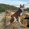 animal, canine, cloud, daylight, dog, forest, greenery, husky, leash, log, moss, nature, outdoor, path, pet, sitting, sky, tree, wood, woodpile