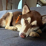 Vicky participe au concours pour gagner de l'argent avec cette photo : animal, brown, closeup, collar, couch, cream, dog, door, face, fur, husky, indoor, orange, paw, pet, relaxation, resting, sleepy, texture, window