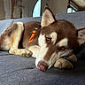 animal, brown, closeup, collar, couch, cream, dog, door, face, fur, husky, indoor, orange, paw, pet, relaxation, resting, sleepy, texture, window