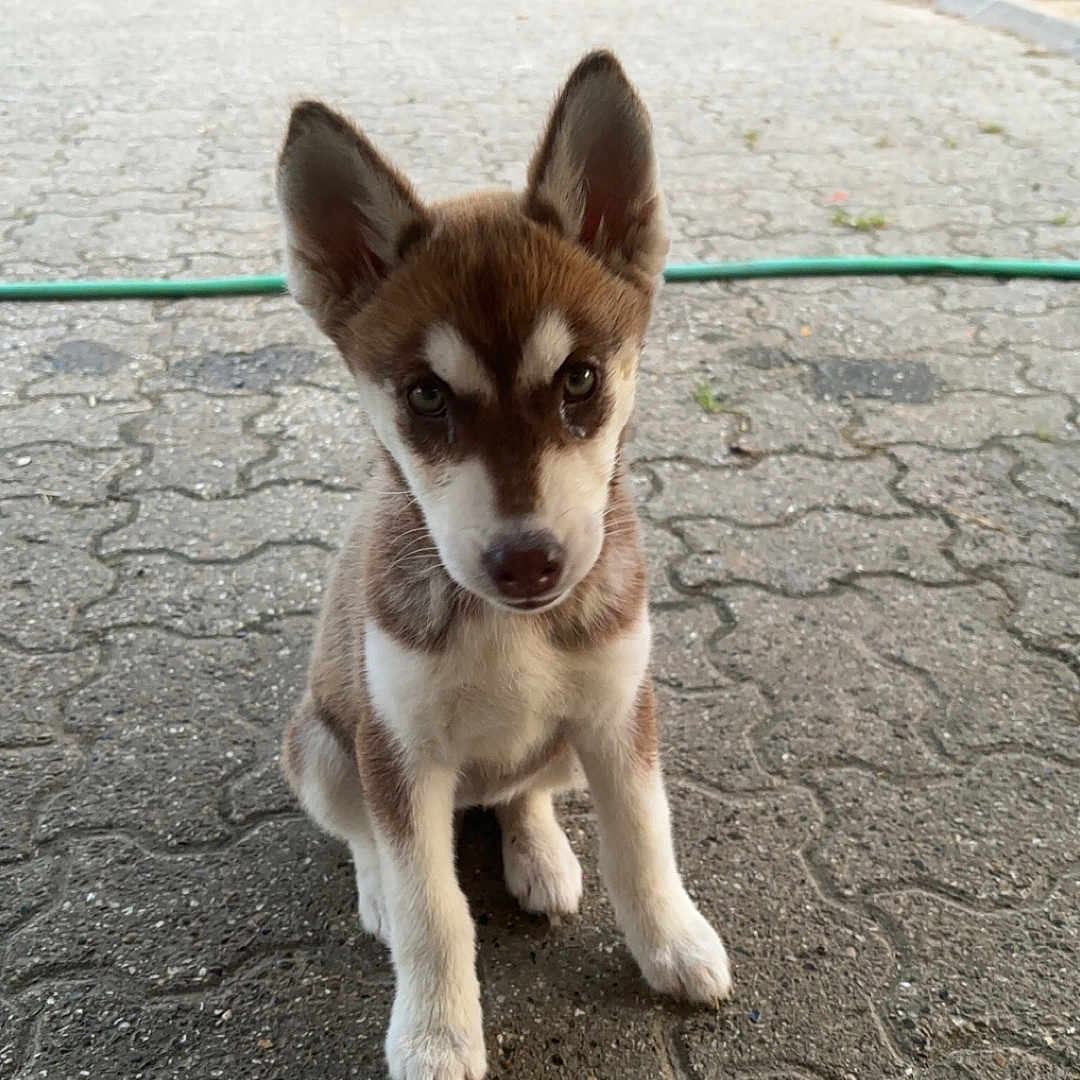 Vicky participe au concours pour gagner de l'argent avec cette photo : accessories, animal, canine, chihuahua, city, dog, eskimodog, flagstone, husky, leash, path, pet, puppy, road, sidewalk, slate, strap, street, walkway, whitedog