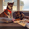 Vicky participe au concours pour gagner de l'argent avec cette photo : animal, black_dog, blanket, brown_dog, companion, couch, cozy, daylight, dog, domestic, furniture, house, indoor, orange_harness, pet, playful, relaxed, resting, toy, window